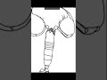 how to draw speed run emperor scorpion artist #emperorscorpion  #drawing #ibispaintx #westafrica