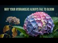 STOP Ruining Your Hydrangeas! 5 Fatal Planting Mistakes Gardeners Keep Making
