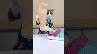 Oddly satisfying 🤪🤪🤪 Kids don’t try at home #thatlittlepuff   #puffanythingyoulike  #catsofyoutube