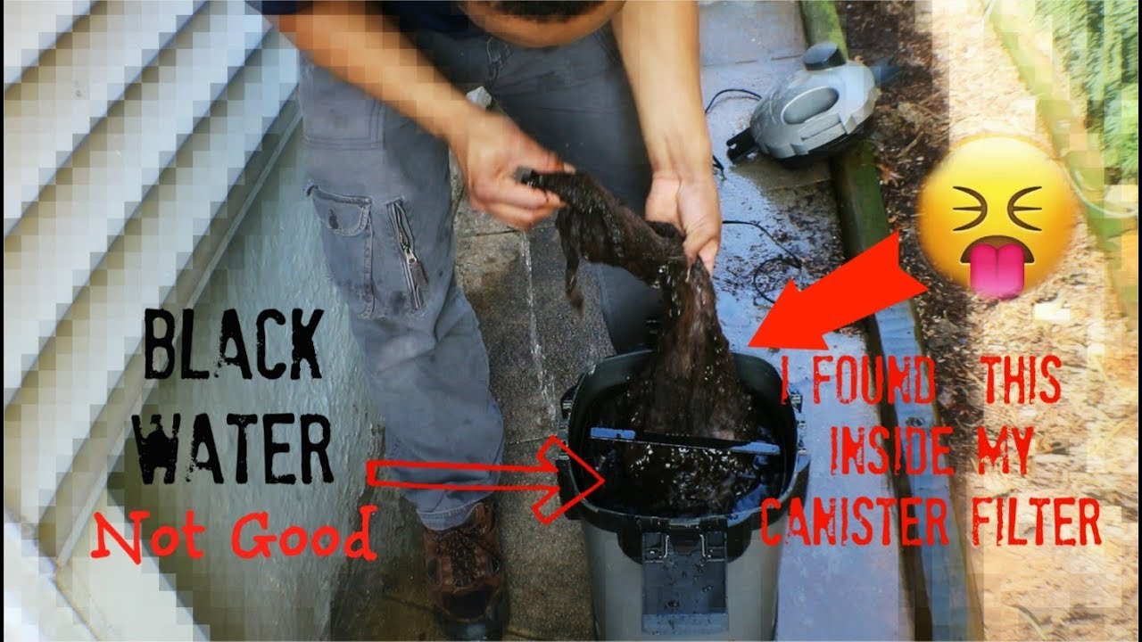 planted tank ph I Can't Remember The Last Time I Cleaned My Canister Filters!!!