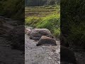 Calming River Flow Through Rice Fields 🌿💧 | Nature ASMR Sounds