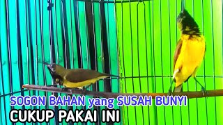 TERAPI SOGOK ONTONG PALING AMPUH ATASI SOGON AGAR BUNYI