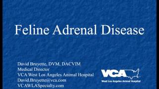 Feline adrenal disease (podcast)