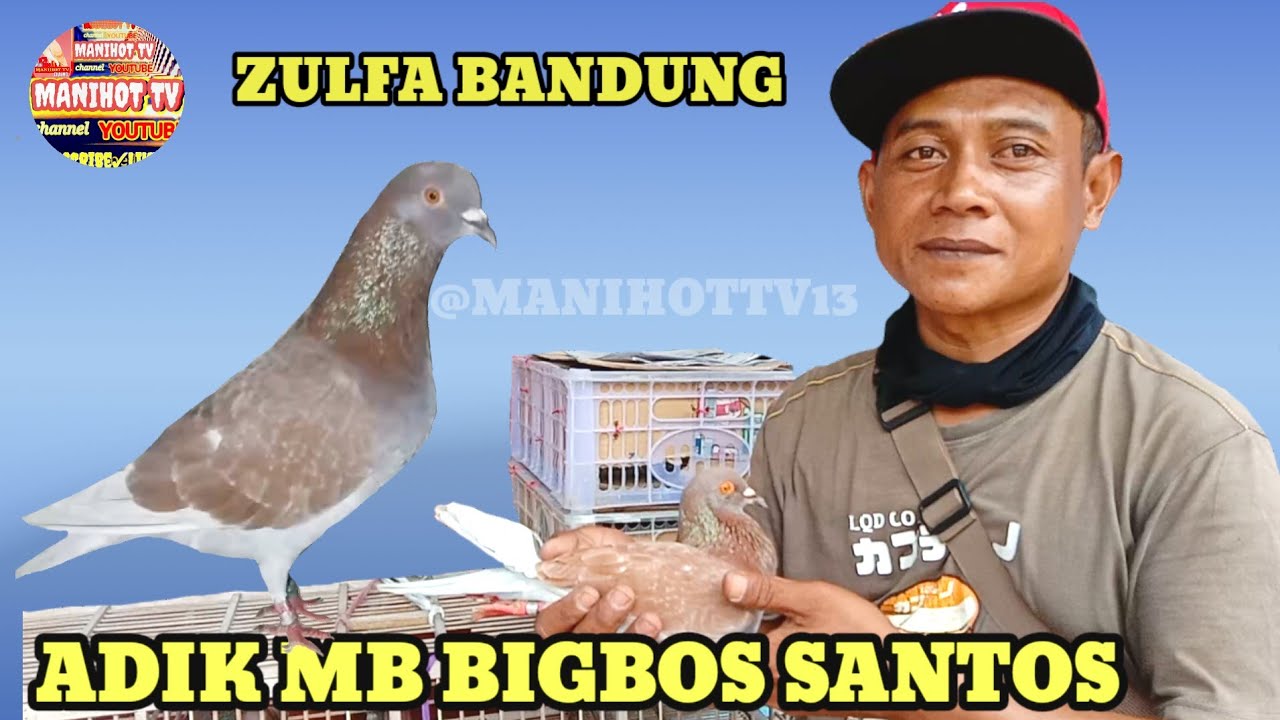 TAKE OVER BURUNG MERPATI BALAP ADIK MB BIGBOS SANTOS