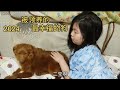 幸福的毛孩子找到了爱它的家庭，如果是这种领养，ㄧ切都值了 Dog rescue in China 20240318