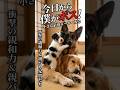 巨大犬の懐に突撃し、一瞬で家族の座を奪った生後間もない末っ子 #ゴールデンレトリバー #シェパード