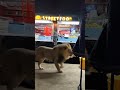 lion #song