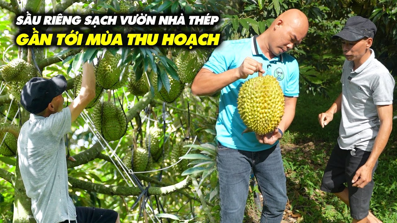 BA MẸ VỢ LÊN THĂM VƯỜN NHÀ THÉP , SẦU RIÊNG CHUẨN BỊ THU HOẠCH
