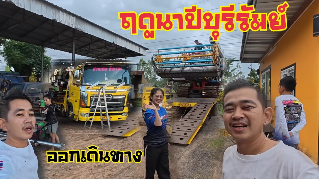 เกี่ยวข้าวนาปีที่บุรีรัมย์