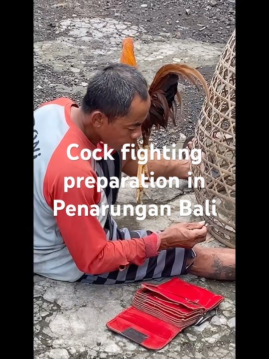 Bali's Secret Cockfighting Culture