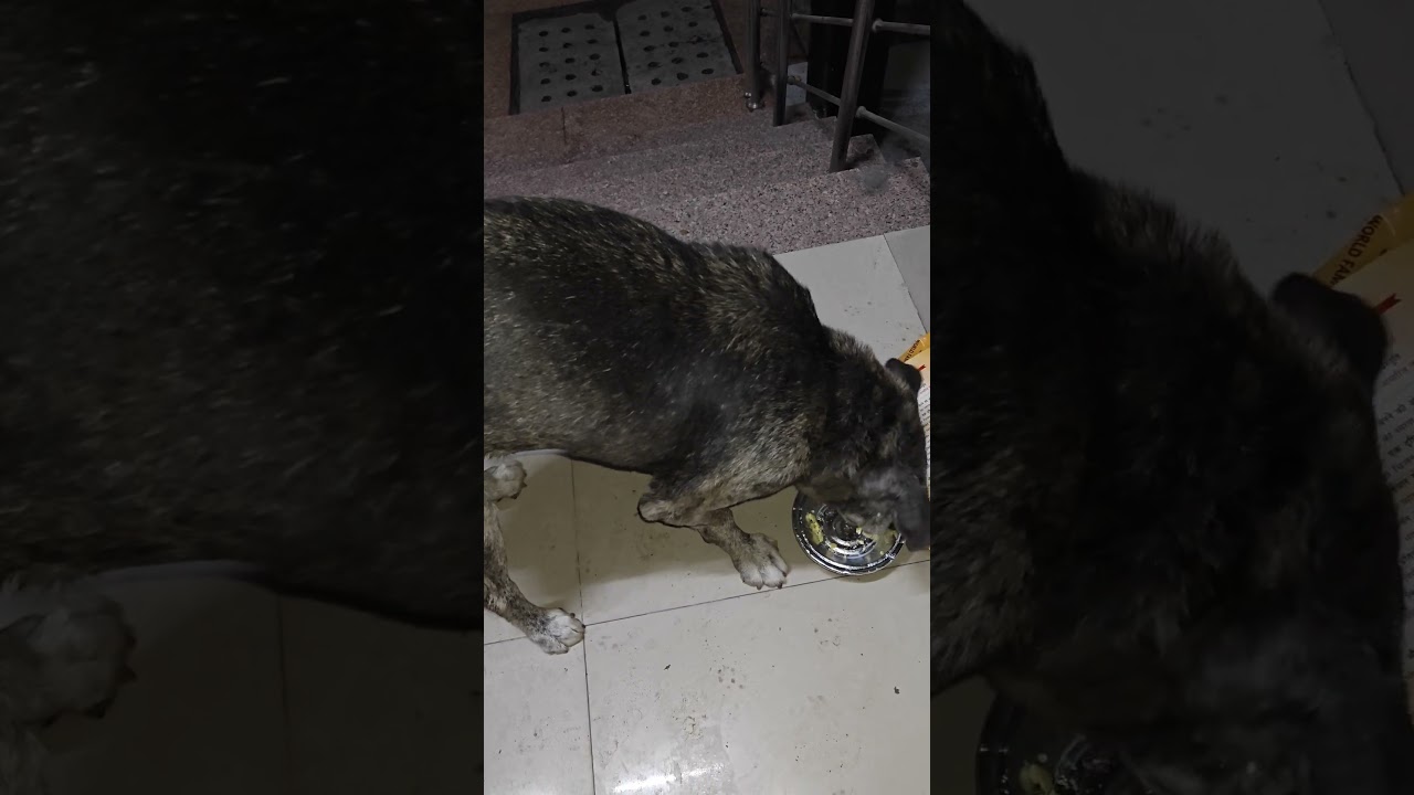 aged street dog #feedshorts #aged #street #dog #miserable #condition