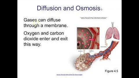 Chapter 4 part 3 bio101 mader