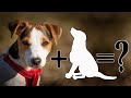 9 unreal mix breeds of jack russell terrier