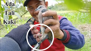 Terkukur Bertali Diamankan