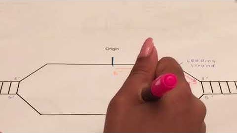 DNA Replication Bubble