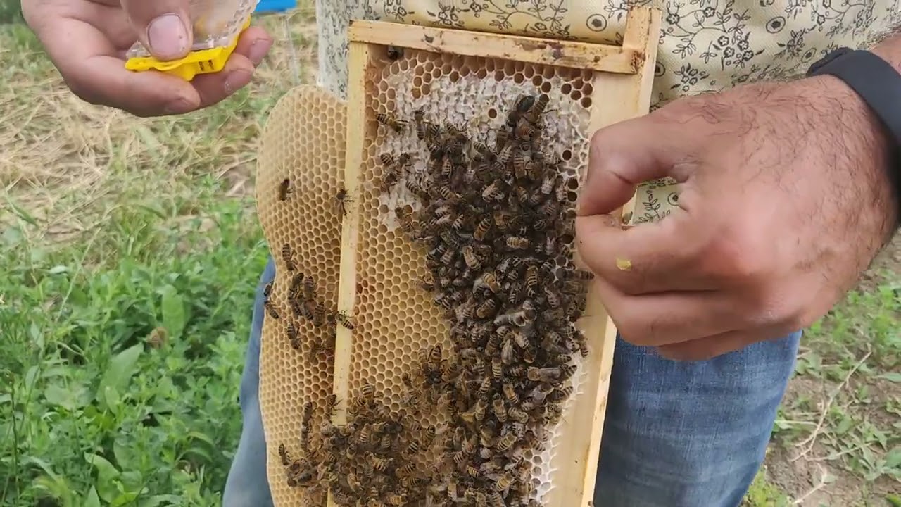 4 yerli nukleuslar. (standart 23 sm langstrot çərçıvəsı)