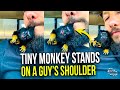 Tiny Monkey Stands on a Guy&rsquo;s Shoulder as He Kisses It