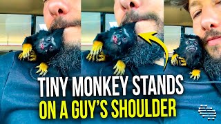 Tiny Monkey Stands on a Guy’s Shoulder as He Kisses It