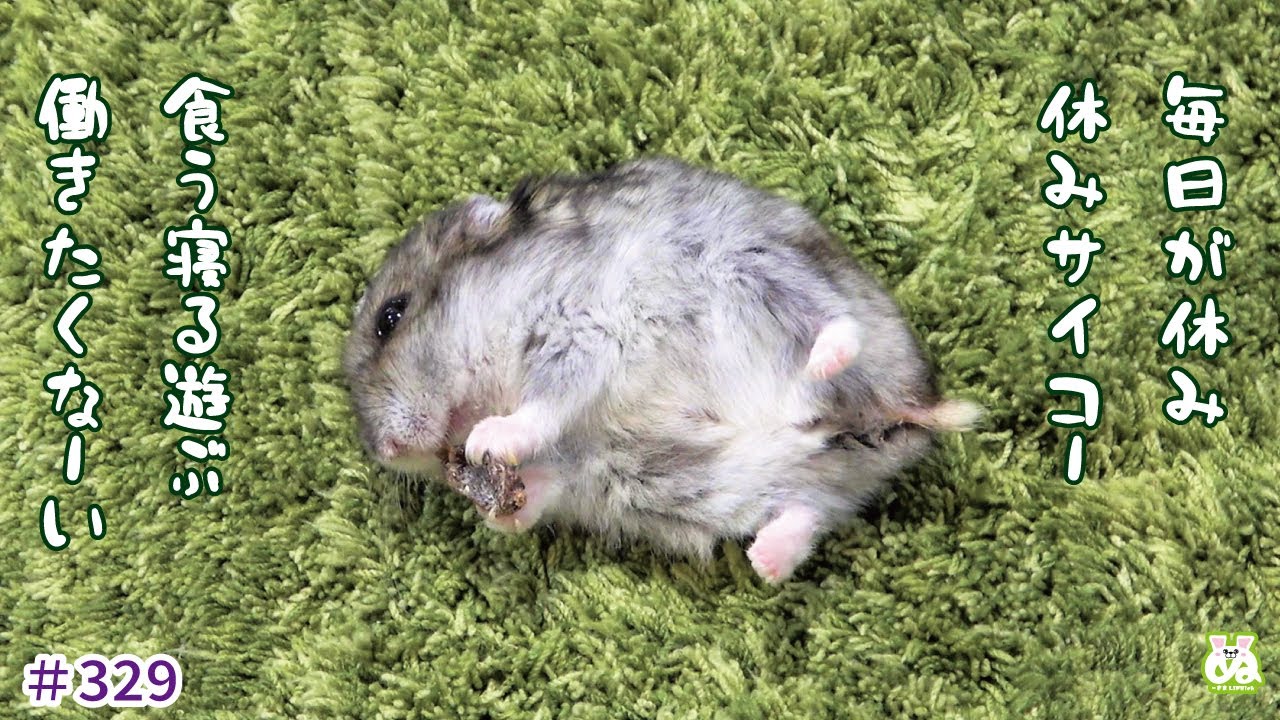 芝生じゅうたんでゴロゴロ寝食い【ハムスター】 - YouTube