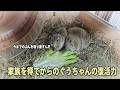 感動！家族を得てからのぐうちゃんの奇跡の復活力
