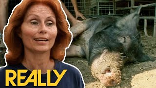 10 Pigs Rescued From Awful Conditions | Animal Cops Houston