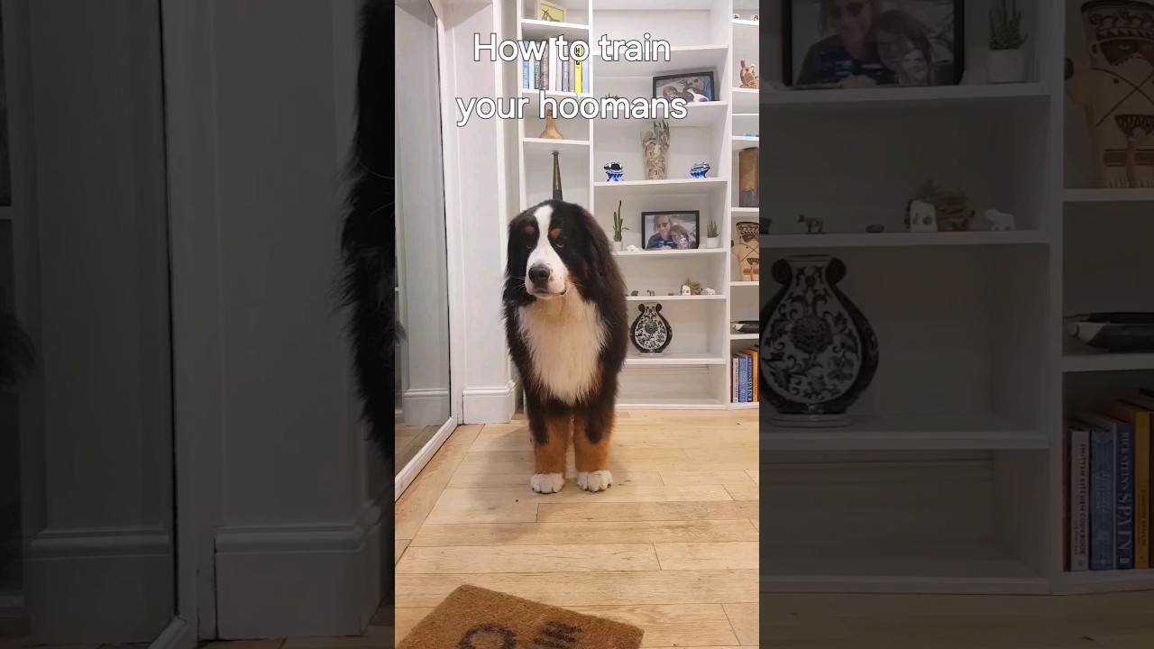 Bernese Mountain Dog has some tips for other dogs 