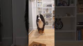 Bernese Mountain Dog has some tips for other dogs #shorts