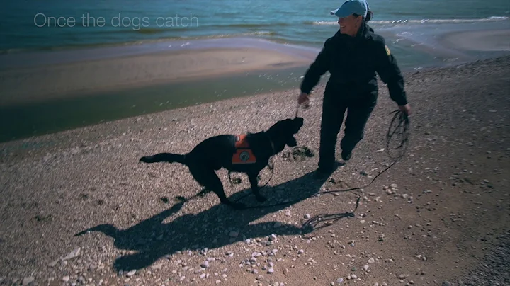 Alberta's mussel-sniffing dogs (short)