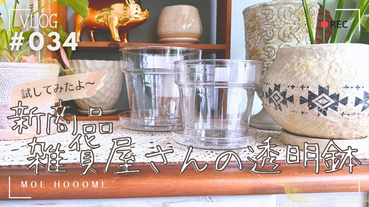 KATACHI 植木鉢 新色 新商品試してみた】雑貨屋さんの透明鉢：スタンダードプロダクツ（Vlog