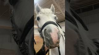 Grwm to go ride Muse ♥️ #horse #equestrianjourney #equestrian #pony #riding #edit #horseriding