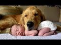 Golden Retriever and Babies  Compilation