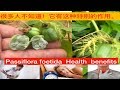 毛西番蓮~(野百香果)功效与作用.  Passiflora foetida uses.khasiat  Buah Ulat Bulu.