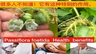 毛西番蓮~(野百香果)功效与作用.  Passiflora foetida uses.khasiat  Buah Ulat Bulu.