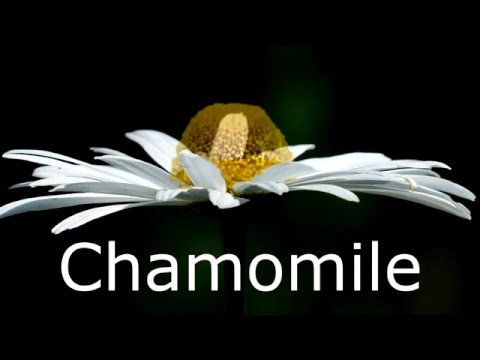 Video: Camomile-like flowers. Or maybe this is a special variety of daisies?