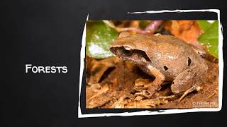 Frogs in the Classroom: Habitats