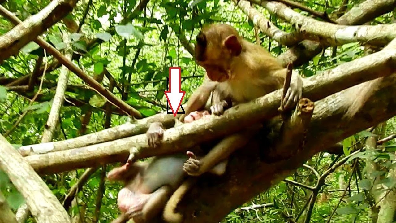 foundry Lizza Stuck Neck, Best Friend Baby Helps Lizza To Get Out of Stuck Tree