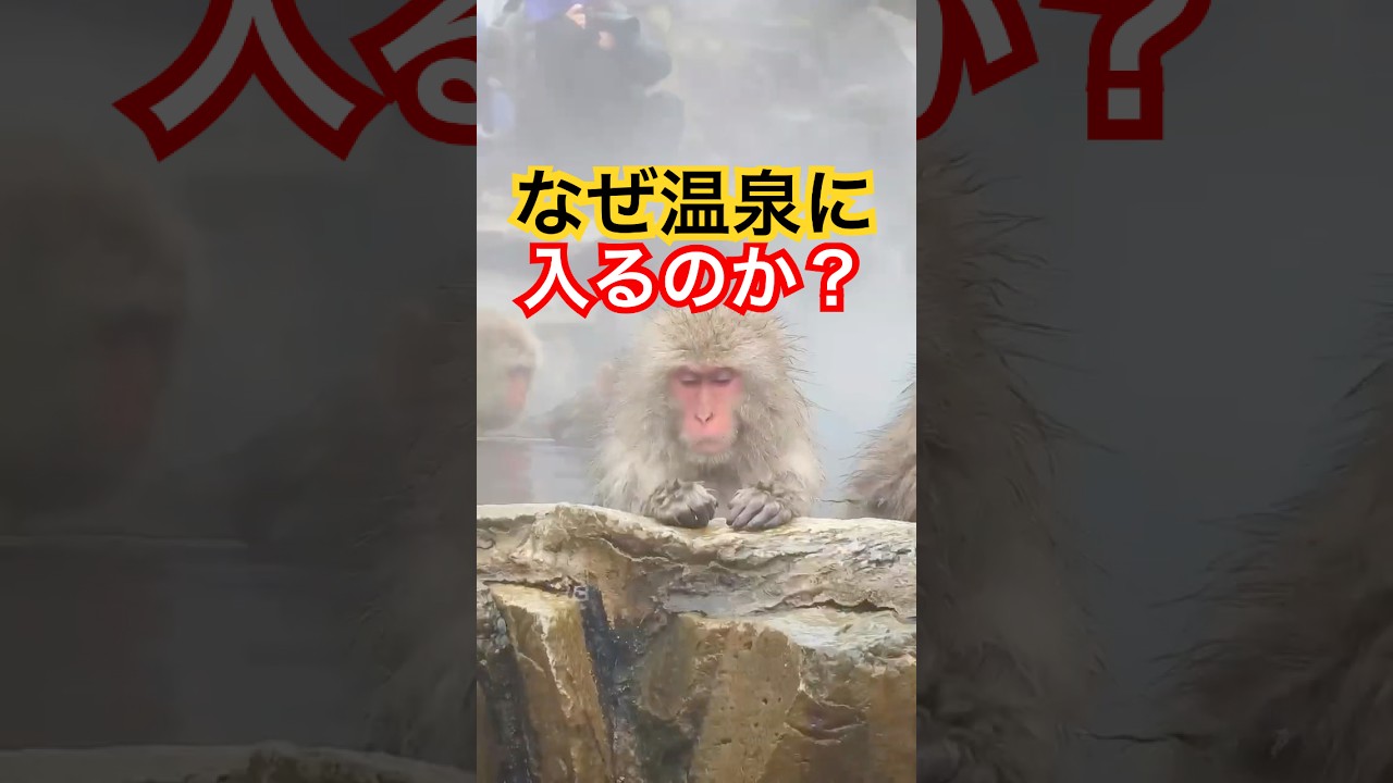 なぜニホンザルは温泉に入るのか？