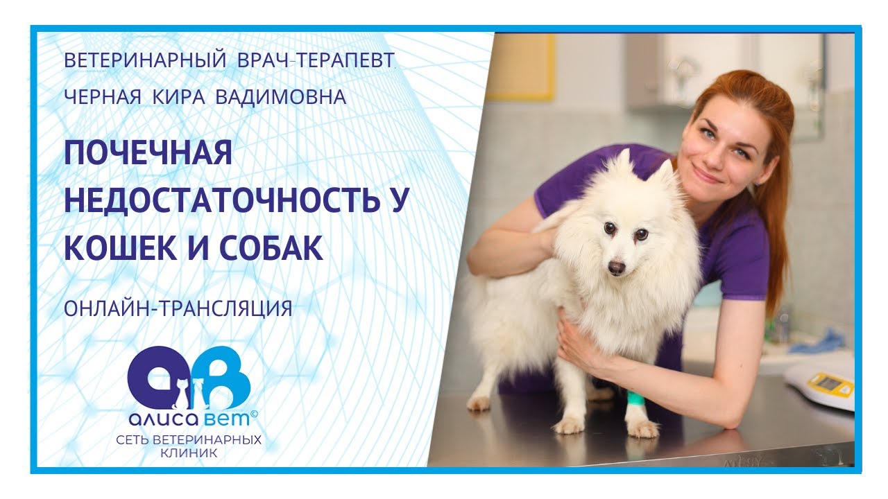 Почечная недостаточность у кошек и собак (вебинар) - YouTube