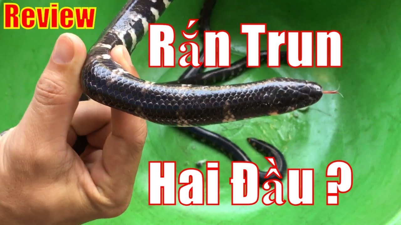 Review Cận Cảnh Rắn Trung | Rắn Trung Hai Đầu Như Thế Nào | Rắn Trung ...
