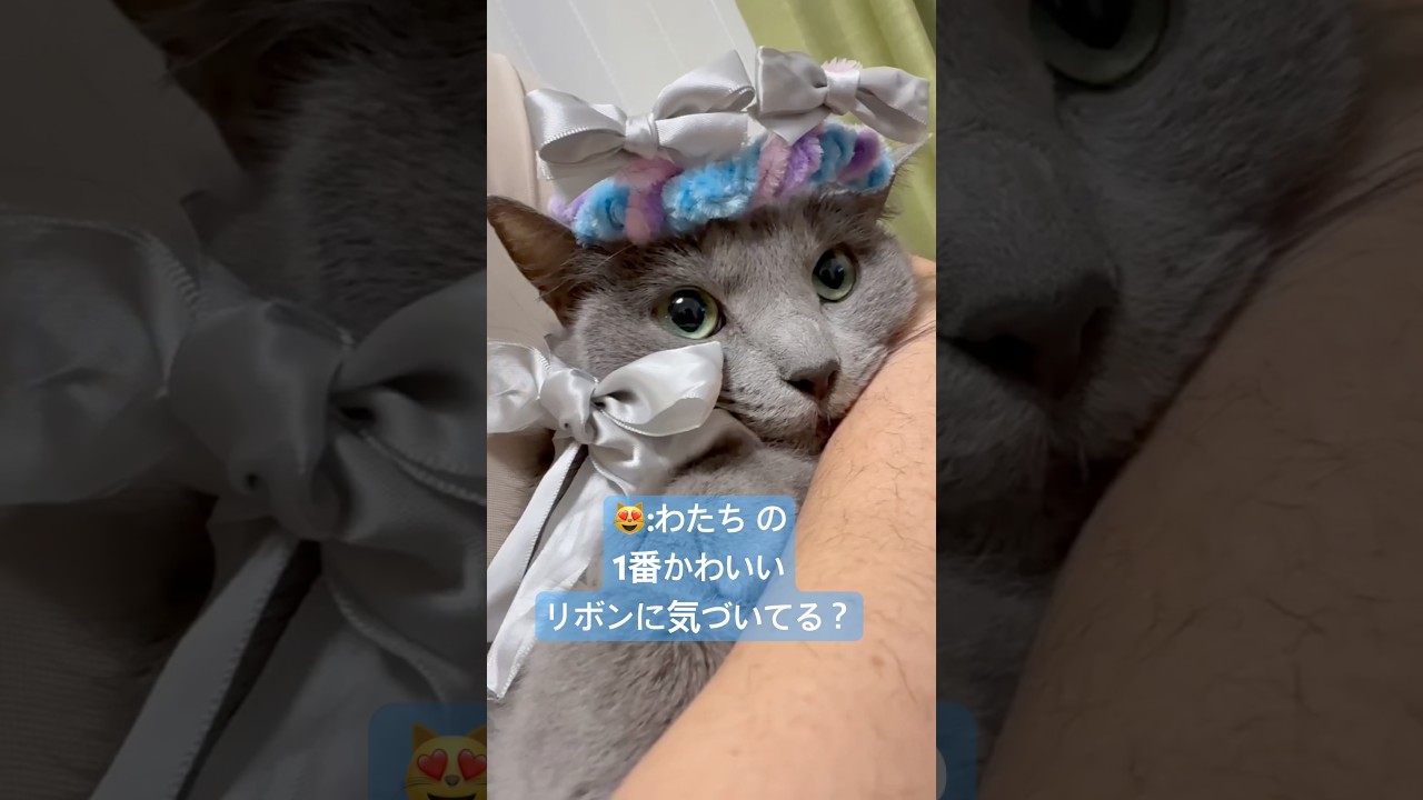 My beloved cat transformed into a 