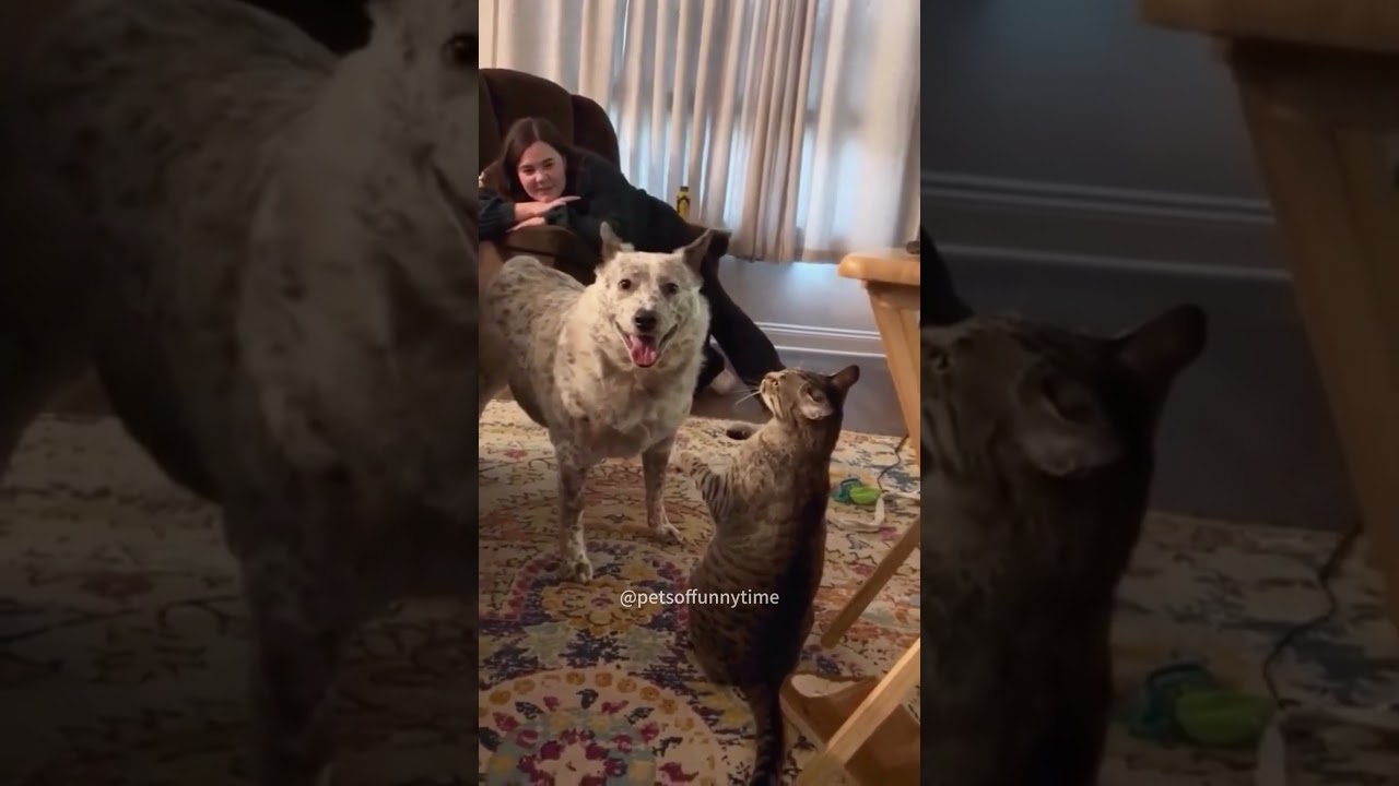 Funny cats#funny #funnypetschannel #funnycats #funnyanimals