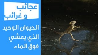 عجائب و غرائب | الحيوان الوحيد الذي يمشي فوق الماء