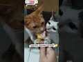 _Awalnya msih takut di deketin/di sentuh manusia #catshorts #mozzamam #kucinglucu #catvideos #kucing