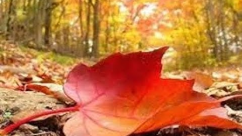 سورة الإنسان بصوت القارئ الشيخ حجاج الهنداوي