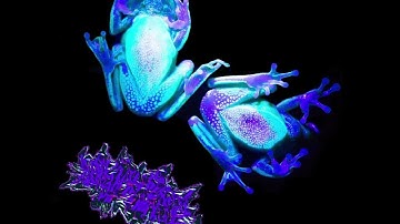 Lizhypothalamus - Amphibious Effulgence (Frognoise / Cybergrind, 2023) FULL EP