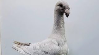 40 جوز حمام شغال للبيع مجموعه حمام جديده جامده