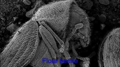 Images from a Scanning Electron Microscope