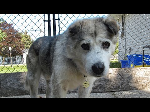 Video: Šis apbrīnojamais cilvēks ir veltījis savu dzīvi vecāku suņu pieņemšanā