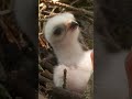 Sparrowhawk chicks hatch &amp; get their first feed #sparrowhawk #discoverwildlife #robertefuller