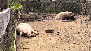 2 Huge Pigs 🐖